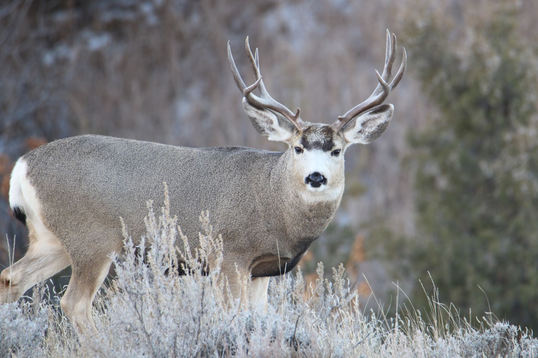 Muley Buck
